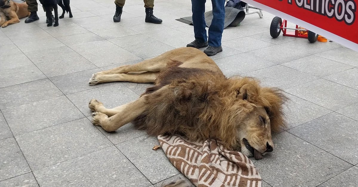 Il proprietario di uno zoo ha lasciato la carcassa di un leone morto davanti al palazzo presidenziale cileno per protesta