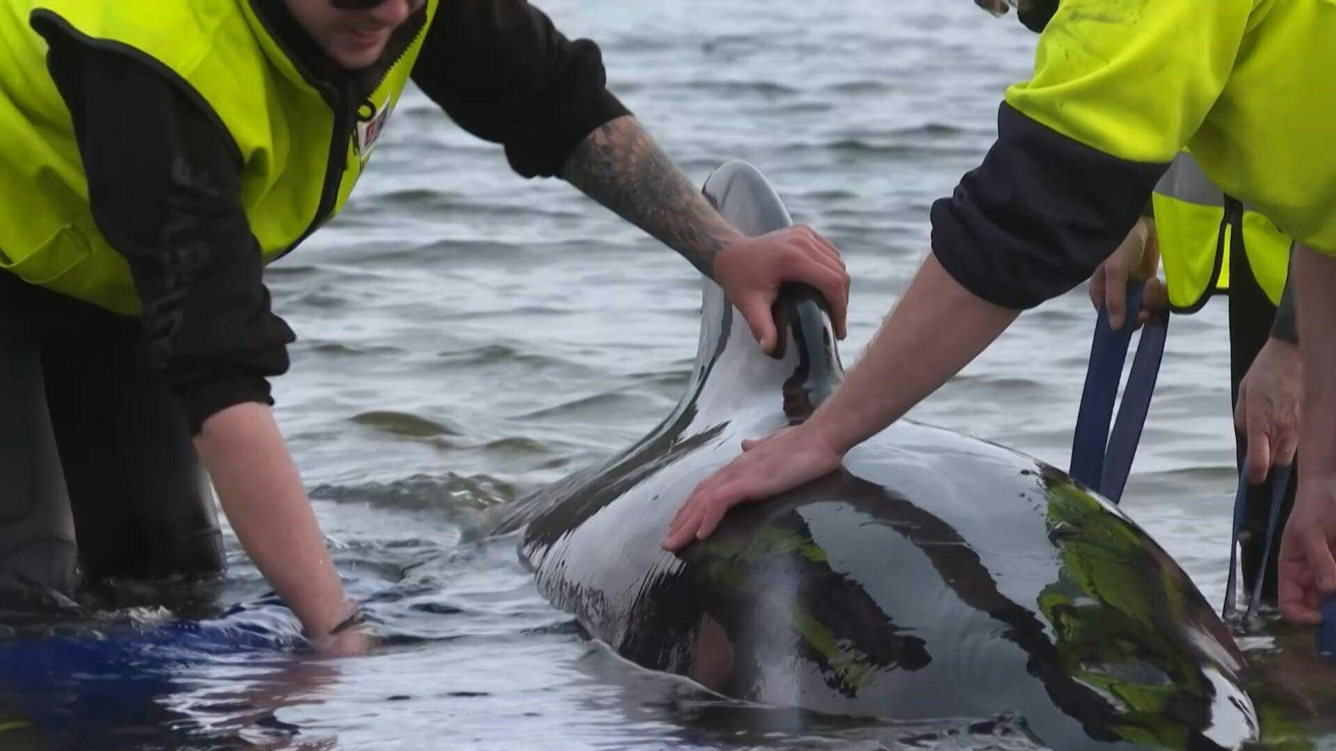 El grupo de cetáceos de aleta larga fue visto el martes por la mañana cerca de la costa de Cheynes, al este de Albany y conforme avanzó el día, comenzaron a acercarse a la playa, lo que activó las alarmas de los funcionarios de conservación. (AFP)