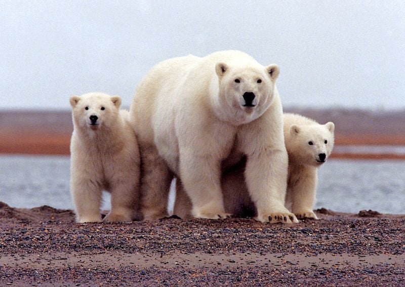El Ártico se calienta a un ritmo cuatro veces más rápido que el promedio global, impactando sistemas humanos y naturales, según los expertos  /REUTERS/Susanne Miller/USFWS/handout/File Photo
