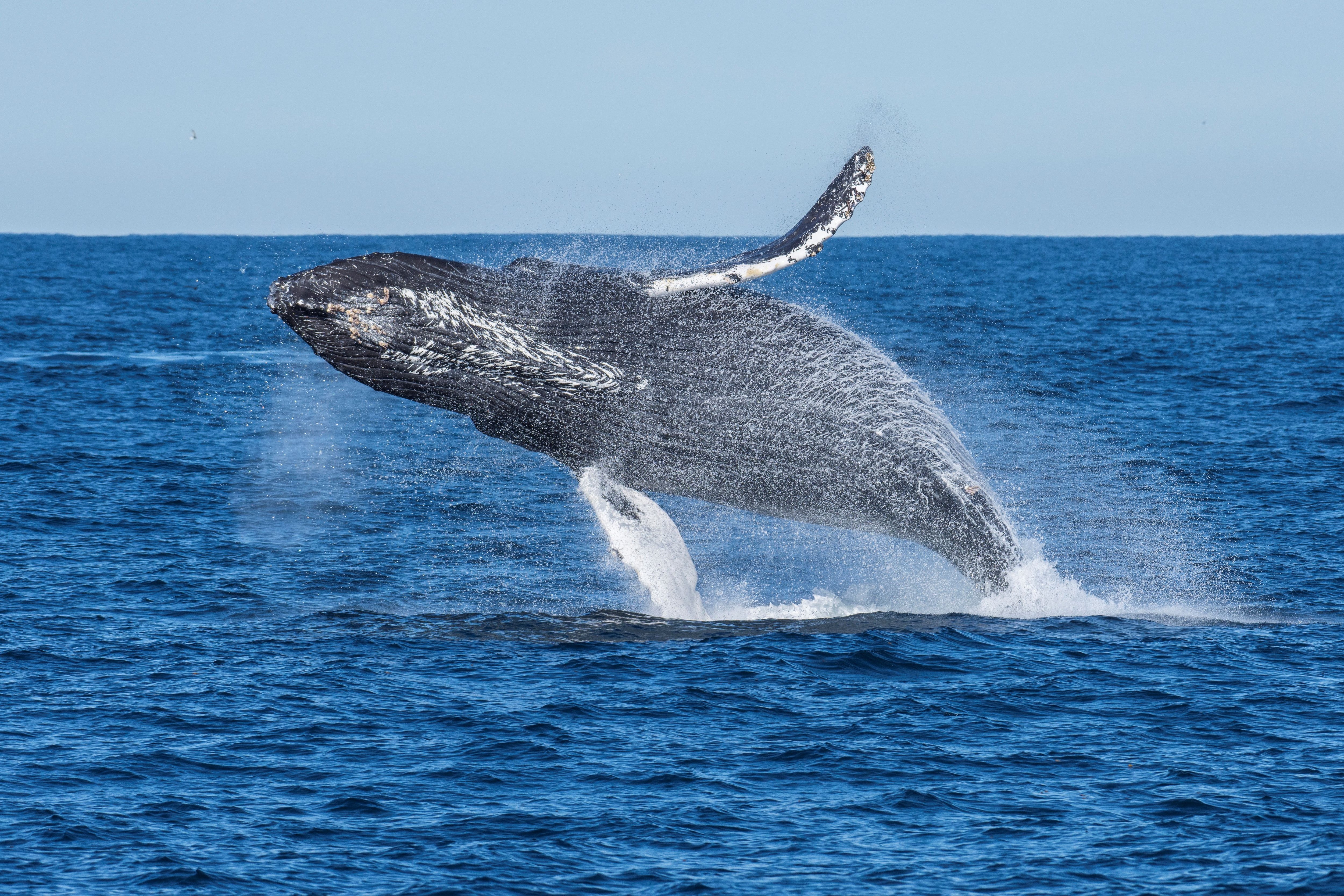 A humpback whale breaches off the coast of California