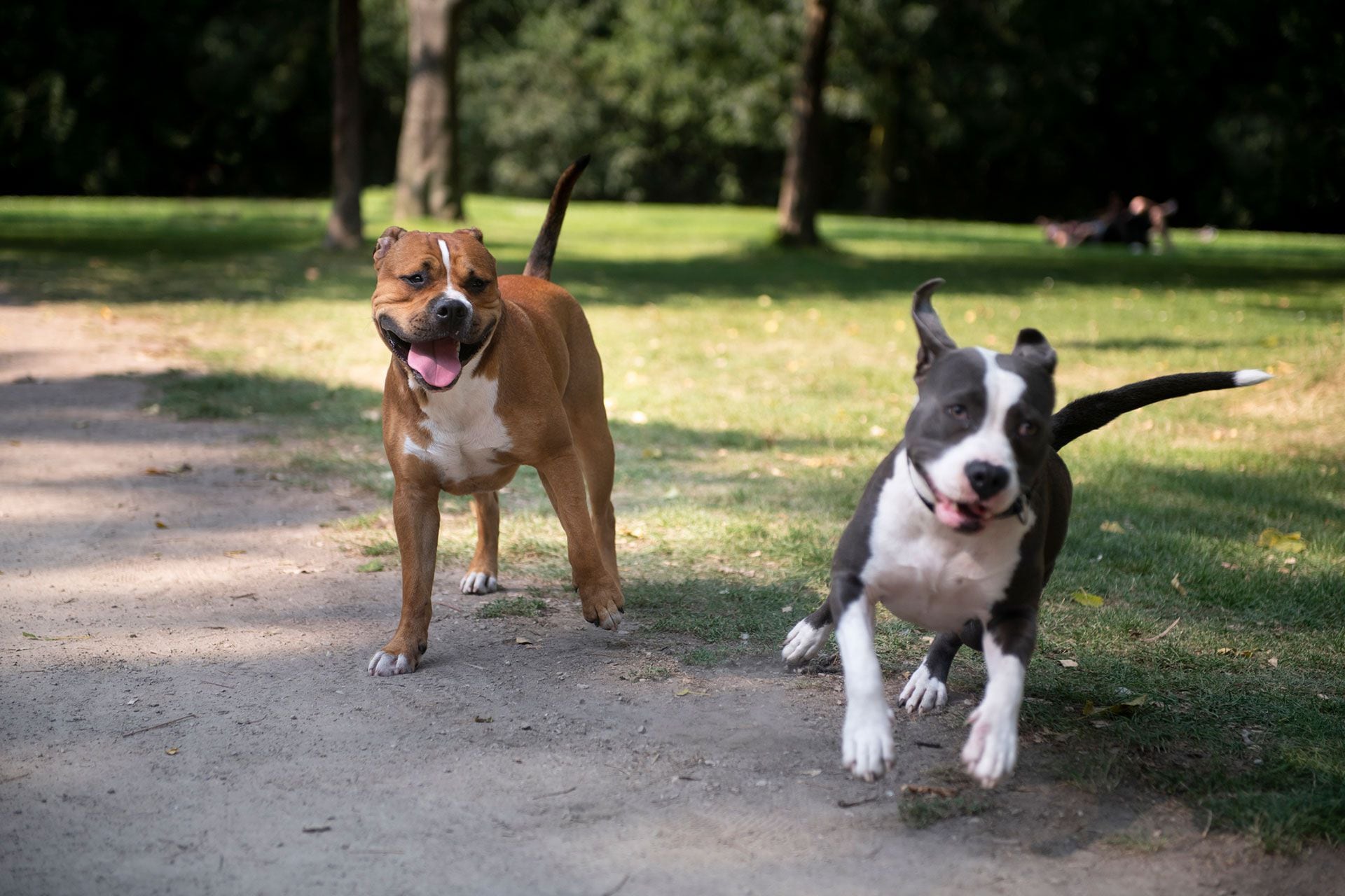 Los perros forman parte de la cotidianidad urbana de las personas (Getty)