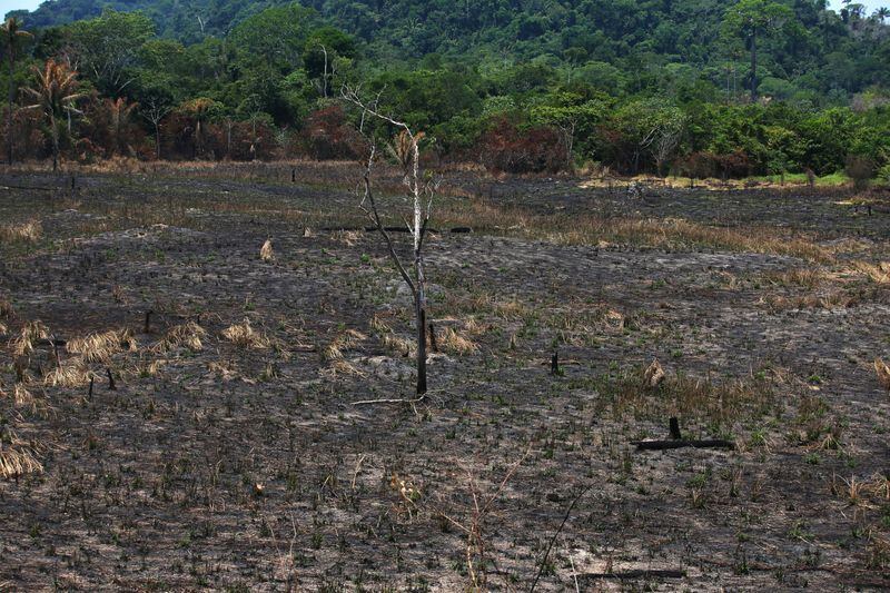 Un área deforestada y quemada se ve en el Bosque Nacional Jamanxim, en el Amazonas cerca de Novo Progresso, estado de Pará (REUTERS/Amanda Perobelli/Archivo)
