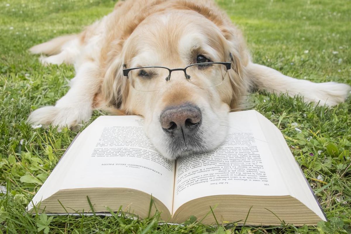 умная собака. книги про собак. Dog reader. Dog reader. Dog reader.