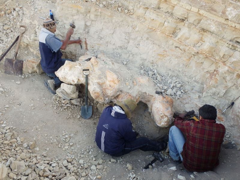An undated photo of scientists excavating a vertebra from Perucetus colossus, a whale that lived in Peru about 38 to 40 million years ago Giovanni Bianucci/Handout via REUTERS