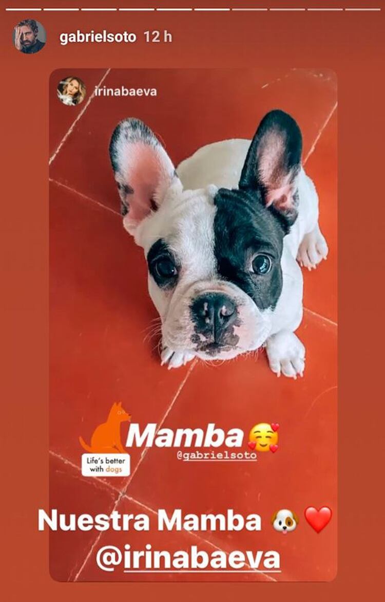 Mamba es una perrita bulldog francés de pocos meses de edad que en poco tiempo enterneció a los seguidores de los actores. (Foto: Instagram)