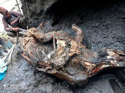 Otra foto de los restos de un rinoceronte encontrados en Siberia (Valery Plotnikov / Departamento de Estudios de Mamuts de la Academia de Ciencias de Yakutia vía AP)