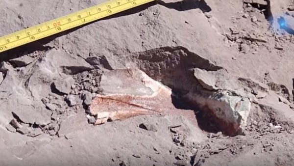 Los investigadores hallaron un cráneo completo y algunas partes que pertenecen al cuello, la cola y el dorso