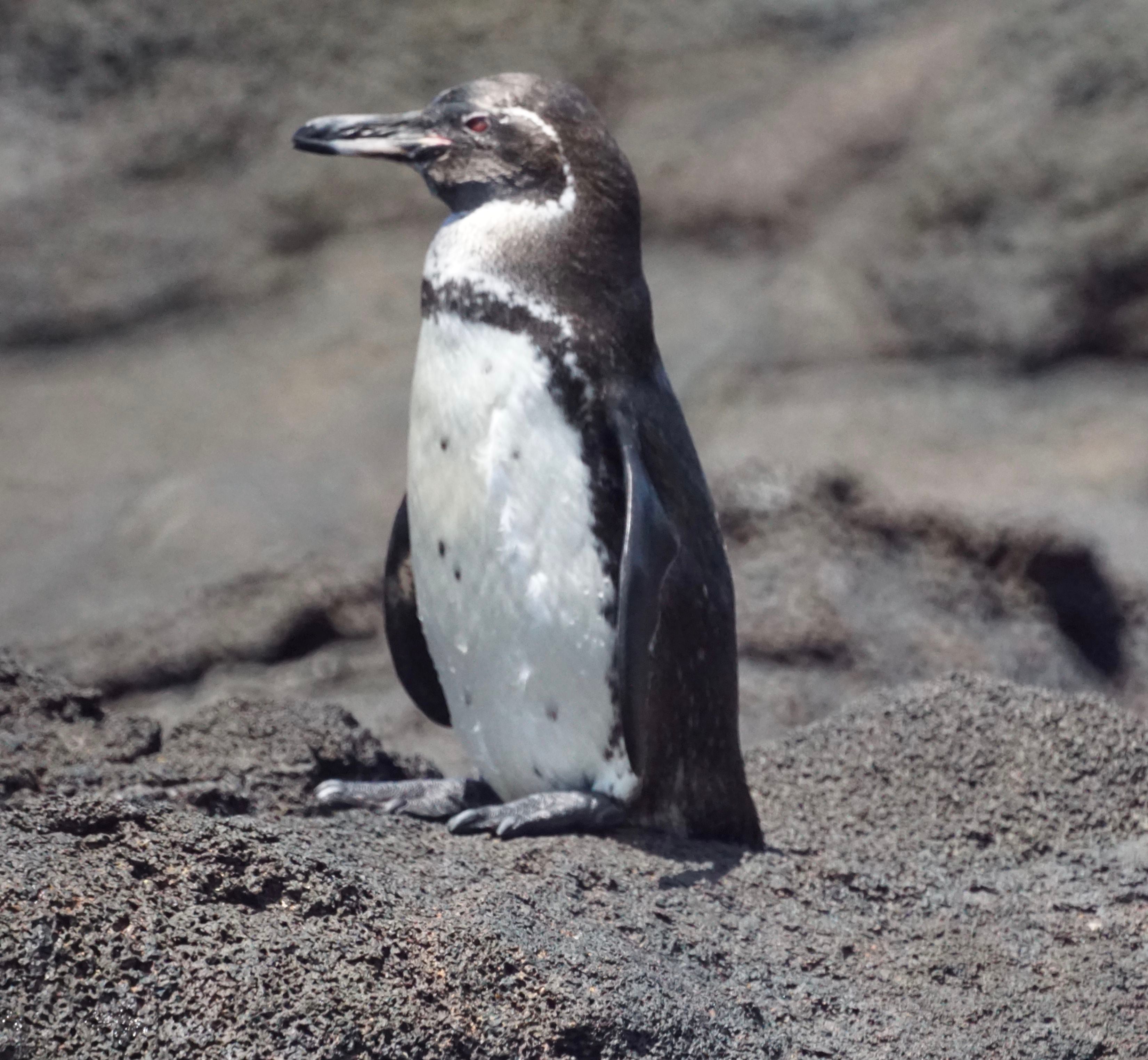 Los pinguinos de los galápagos son amenazados por los cambios meteorológicos. (Mike's Birds /Wikicommons)Vaquita marina, tití cabeciblanco, nutria gigante, delfín rosa, pinguino de los galápagos, animales en peligro de extinción, 2024