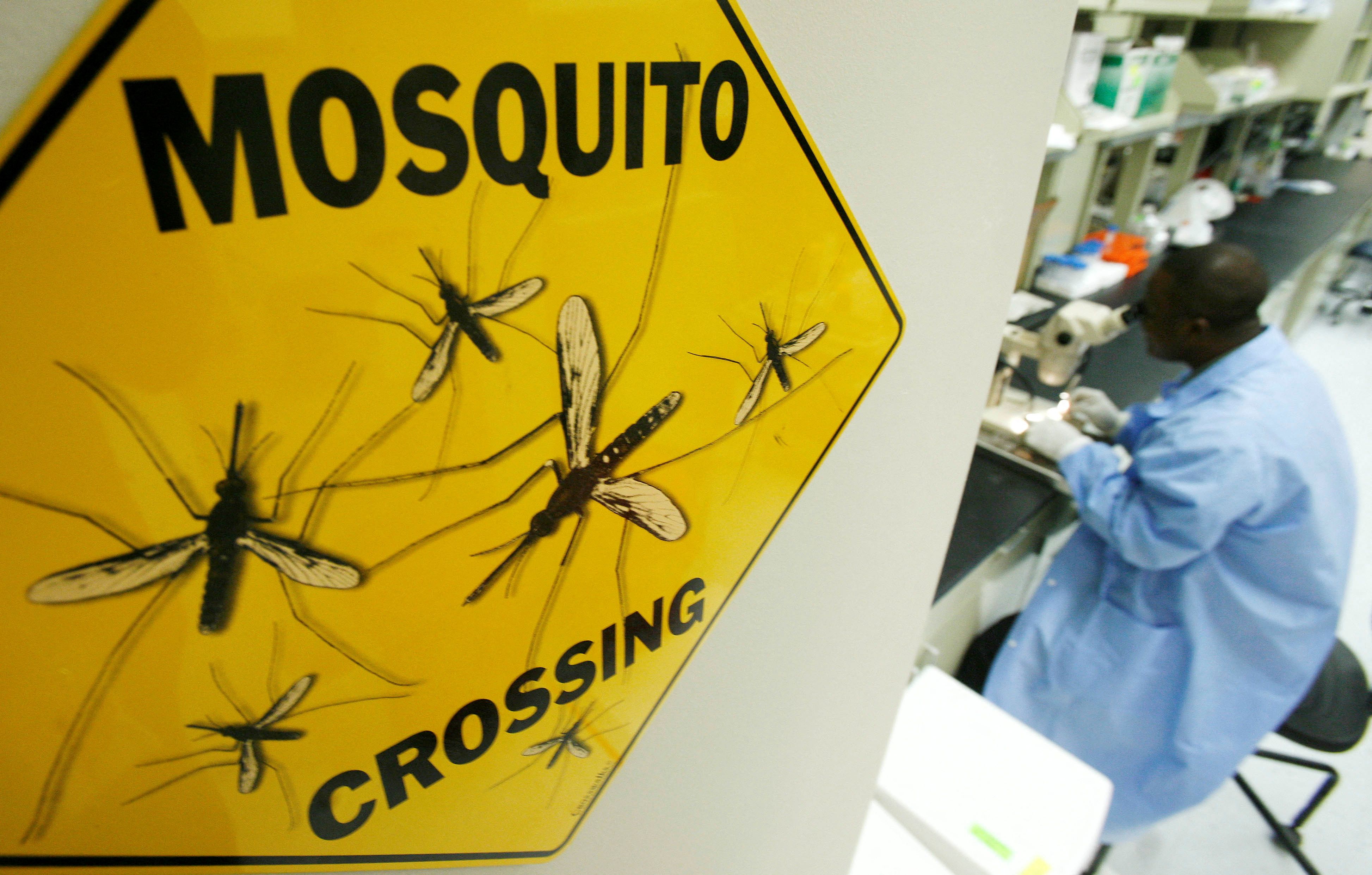Científicos en todo el mundo estudian las enfermedades que transmiten los mosquitos (File Photo)