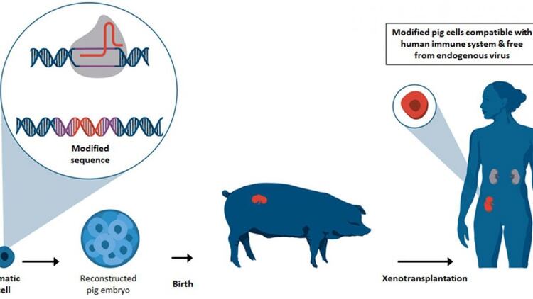 Cómo es el crecimiento de un órgano en un cerdo y su traspaso al humano 