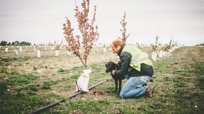 La cosecha de trufas –que en Argentina comienza en junio y finaliza en septiembre– suele realizarse con la ayuda de perros entrenados para su detección