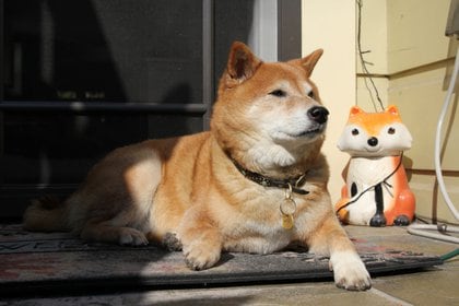 El shiba inu es la raza predileta en Asia (Reuters)