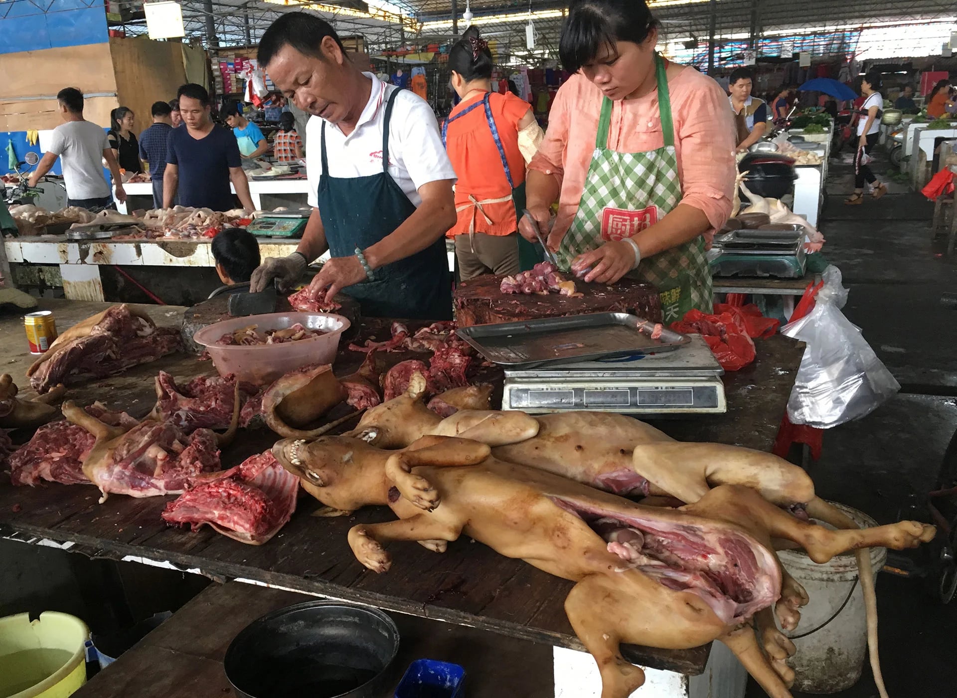 El festival de Yulin no es una tradición arraigada en la sociedad china, sino que fue creado en 2010 por los propios vendedores de carne de perro para incrementar sus ventas
