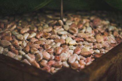 Las semilla de cacao contienen metilxantina