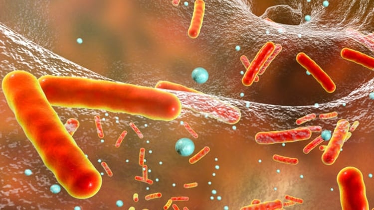 Hay personas que son más susceptibles de infectarse y otras que al tener contacto con el bacilo logran salir indemnes (Getty Images)