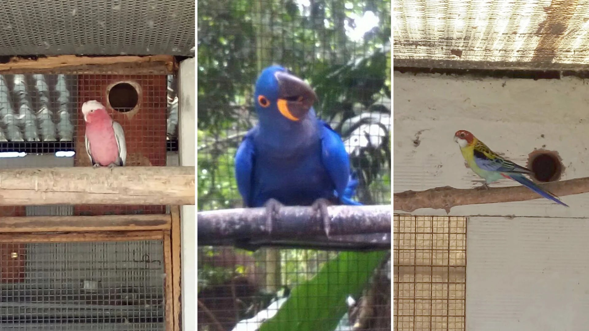 Aves exóticas encontradas por la Policía Bonaerense en La Plata: cacatúas y guacamayos.