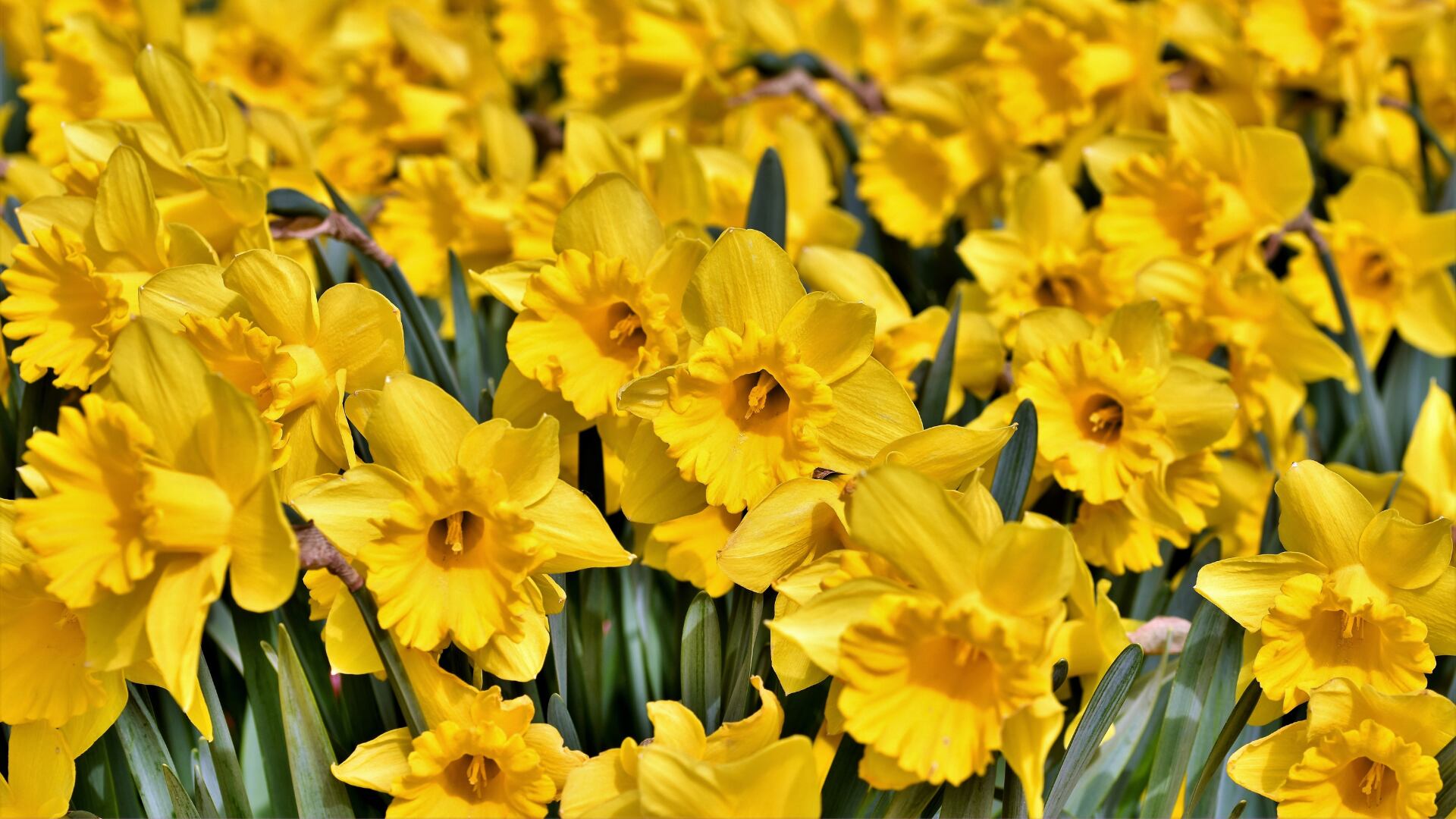 Las flores amarillas, un toque de sol en cualquier ramo
