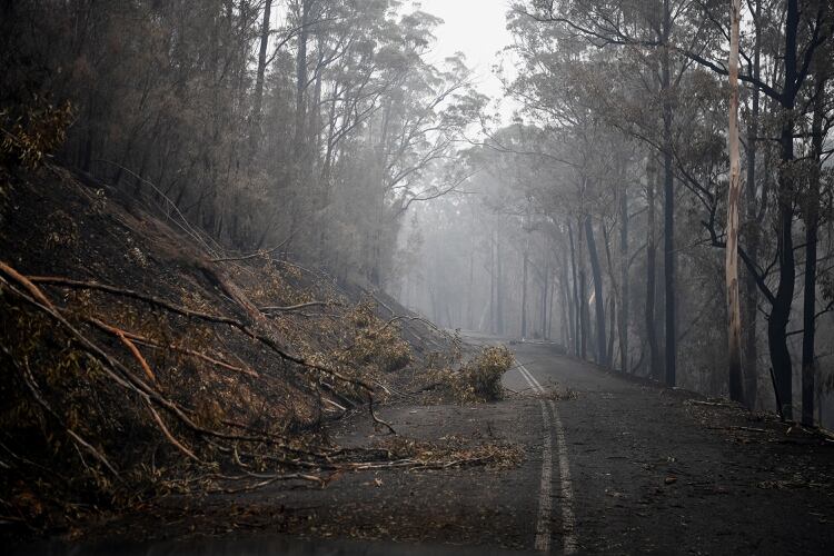 Árboles caídos por los incendios bloquean una calle en Eden, Australia (REUTERS/Tracey Nearmy)