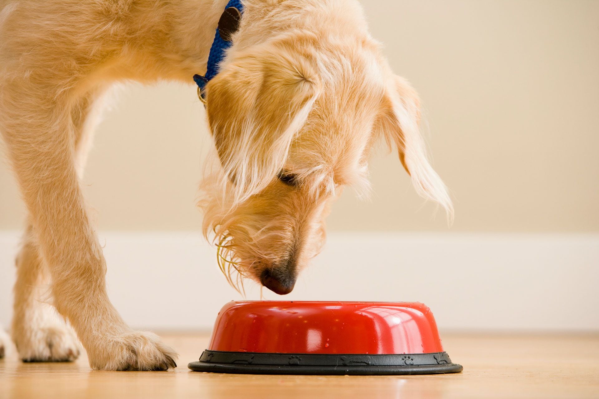 Los investigadores, de la Universidad de Missouri, descubrieron que alrededor de un 75 por ciento de los perros que tenían una enfermedad respiratoria y que participaban en un estudio sobre la deglución también tenían una o más anomalías del tracto digestivo (Getty)