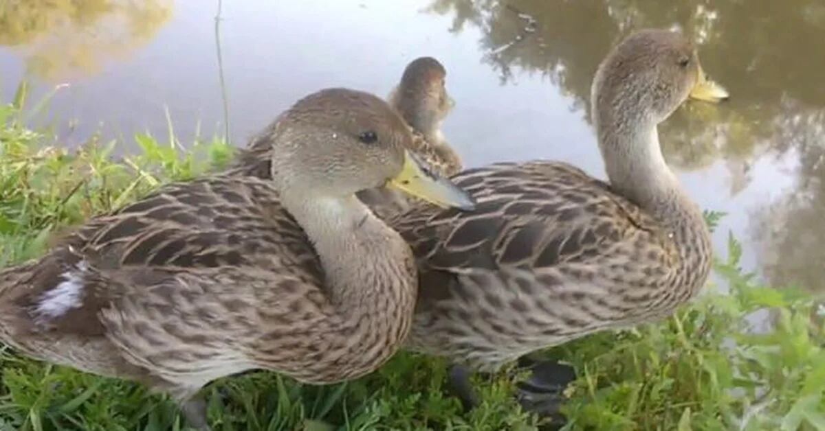 A second case of bird flu has been detected in two wild ducks in Cordoba