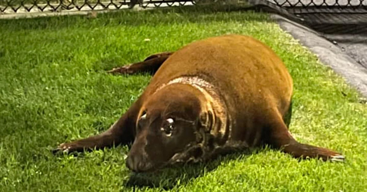 Strange Case of Seal Appears in Massachusetts Pond, Then “Surrenders” to Police