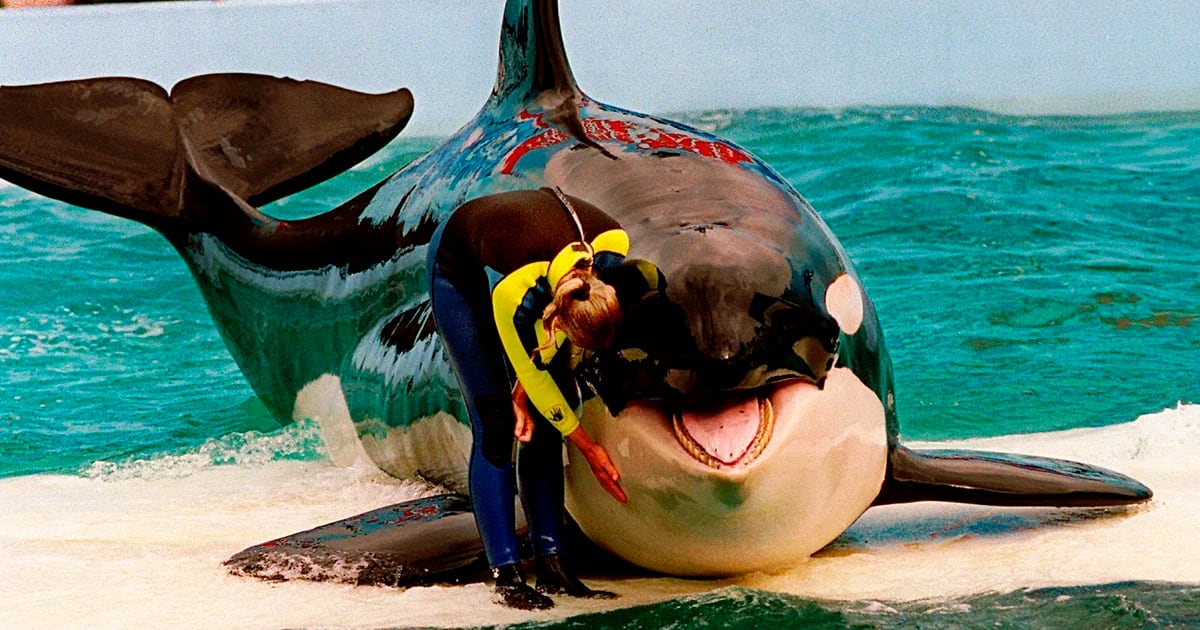 Lolita, a orca emblemática do Miami Seaquarium que passou mais de meio século em cativeiro, morreu