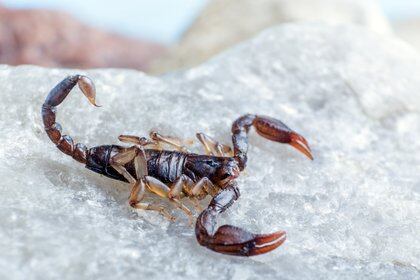 Como ocurre cada año, Córdoba es una de las provincias más afectadas por las picaduras de alacranes (Shutterstock)