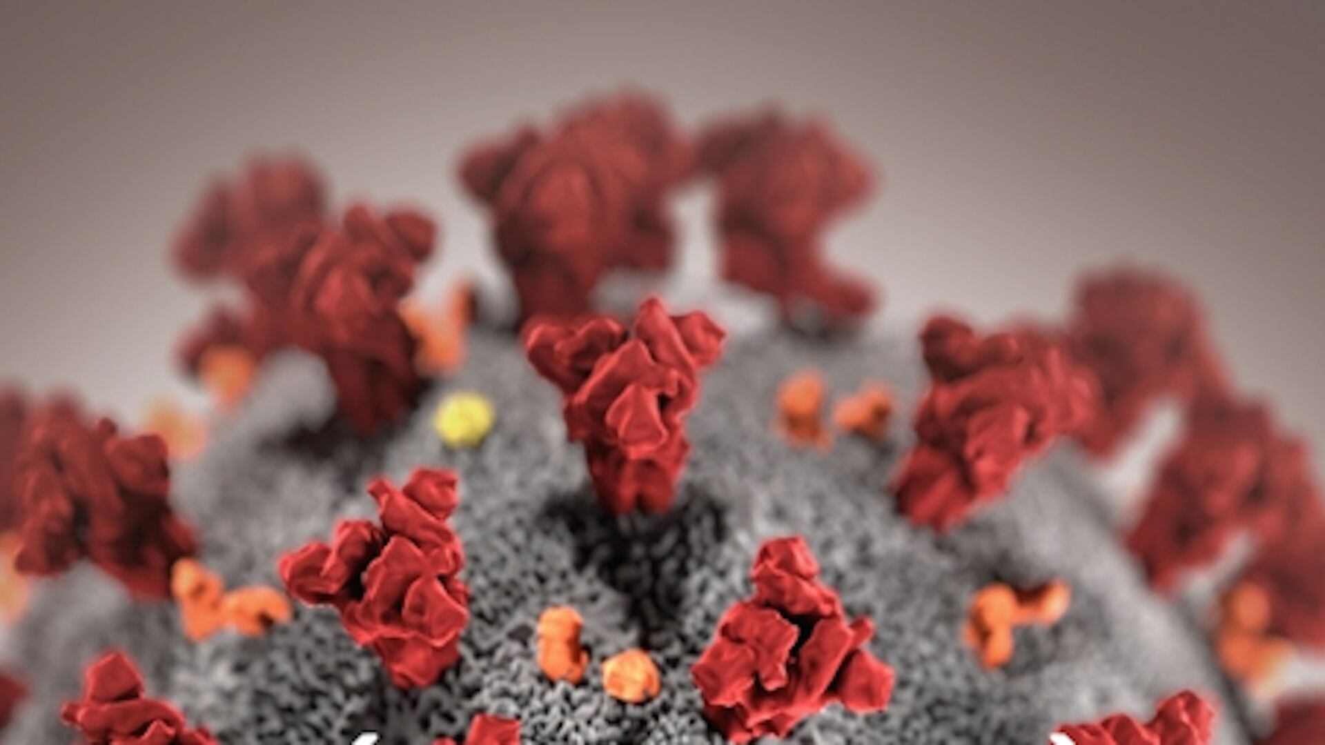 Un estudio liderado por David I. Stuart, del Departmento de Ciencias Biomoleculares del Instituto de Ciencias Weizmann, señala que la nueva variante es más transmisible que Delta (Foto: Instituto Weizmann)