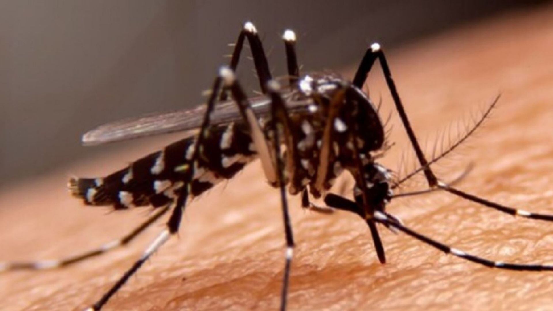 Minsa lucha contra el dengue