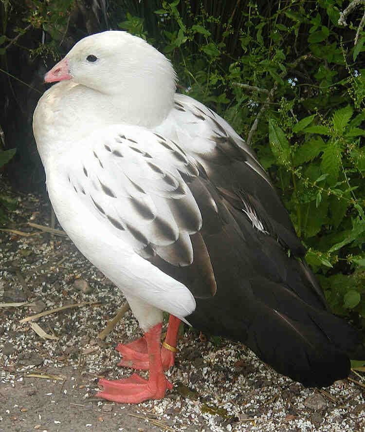 La epidemia de gripe aviar en Argentina empezó en febrero pasado en aves silvestres y aves de corral Crédito Arpingstone (Creative Commons/Wikipedia)