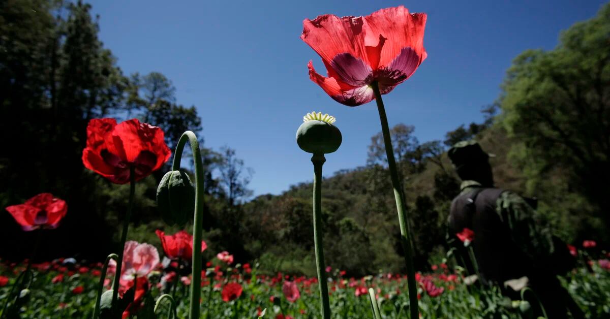 Sedena has located and destroyed 3 illegal mega poppy plantations found in Sinaloa