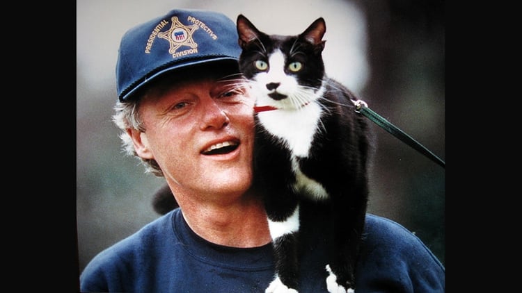 El famoso gato Socks fue el primer felino mascota de la Casa Blanca y lleg para romper la tendencia del imperio canino de todos los presidentes estadounidenses.