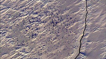 Imagen de satélite que muestra a pingüinos en la nieve alrededor de una grieta en la que buscan alimento. (British Antarctic Survey)