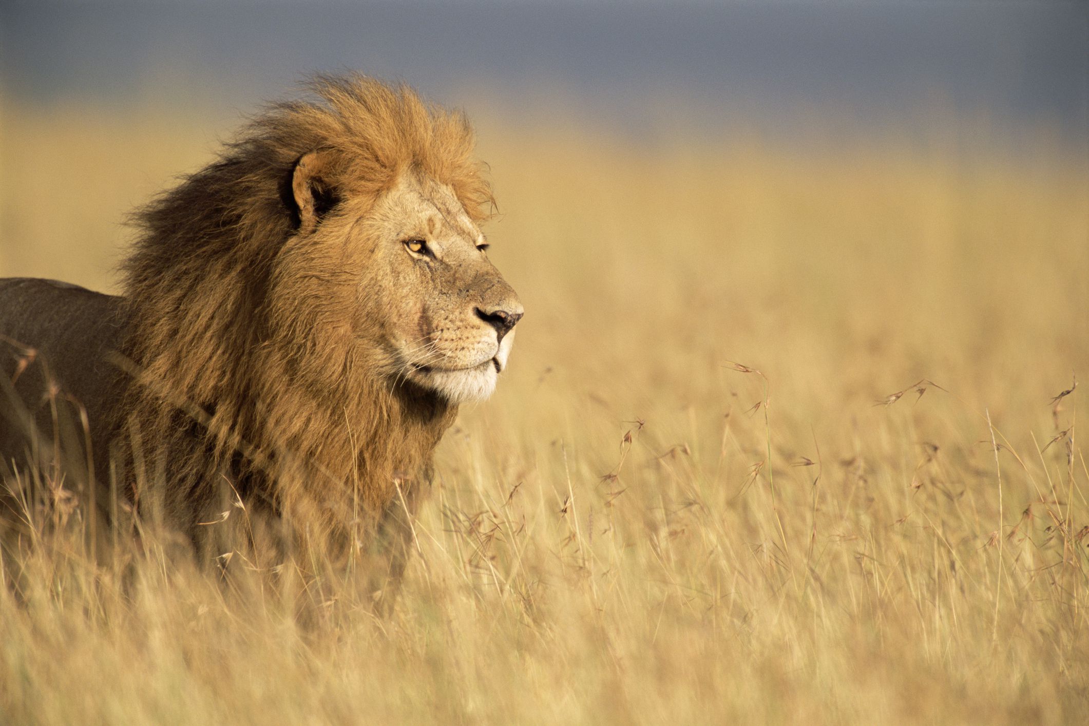 Imagen de un león en Kenia (JAMES WARWICK/GETTY IMAGES)