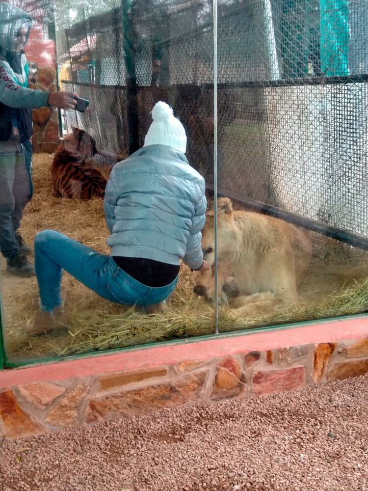 Los visitantes en el interior de las jaulas de los leones (Defensoría de Buenos Aires)