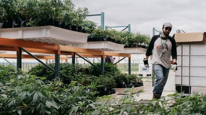 Michael Cole, el propietario de Colorado Rocky Mountain Farms, que cultiva marihuana, en Pueblo, Colorado, uno de los 14 estados  de EEUU donde ya se permiten a los residentes comprar marihuana para uso recreativo (Benjamin Rasmussen / The New York Times)
