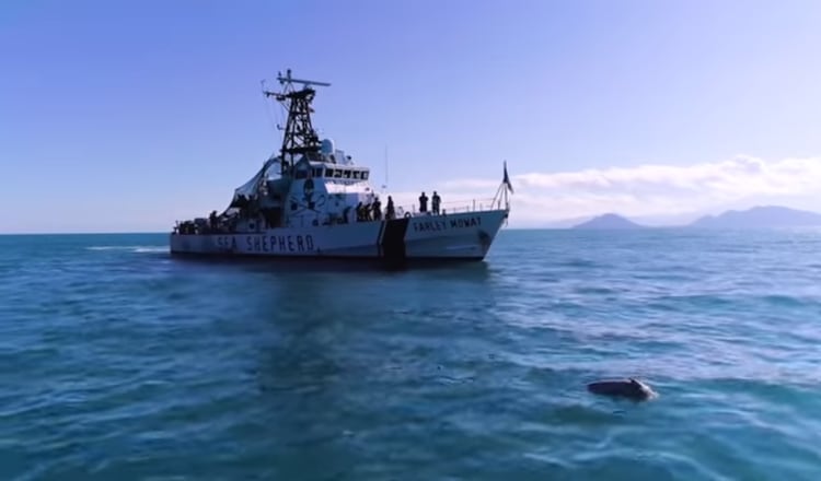 La organización ecologista Sea Sheperd ha denunciado varios ataques por parte de la piratería (Foto: Sea Sheperd)
