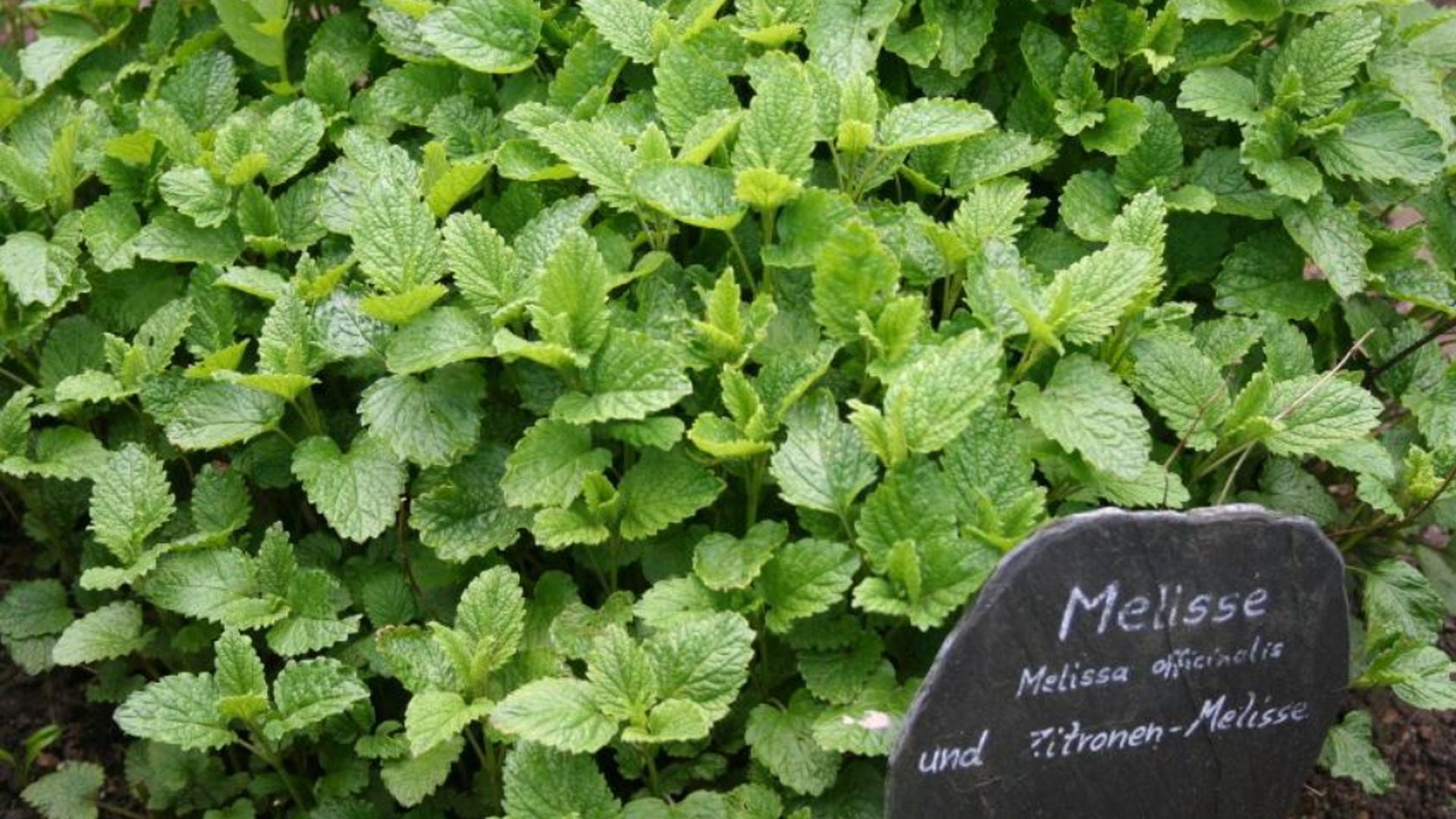 Té de melisa o toronjil relajante