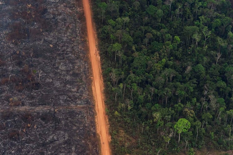 Un exuberante bosque se encuentra junto a un campo de árboles carbonizados en Vila Nova Samuel, Brasil, el martes 27 de agosto de 2019 (AP Photo/Victor R. Caivano)