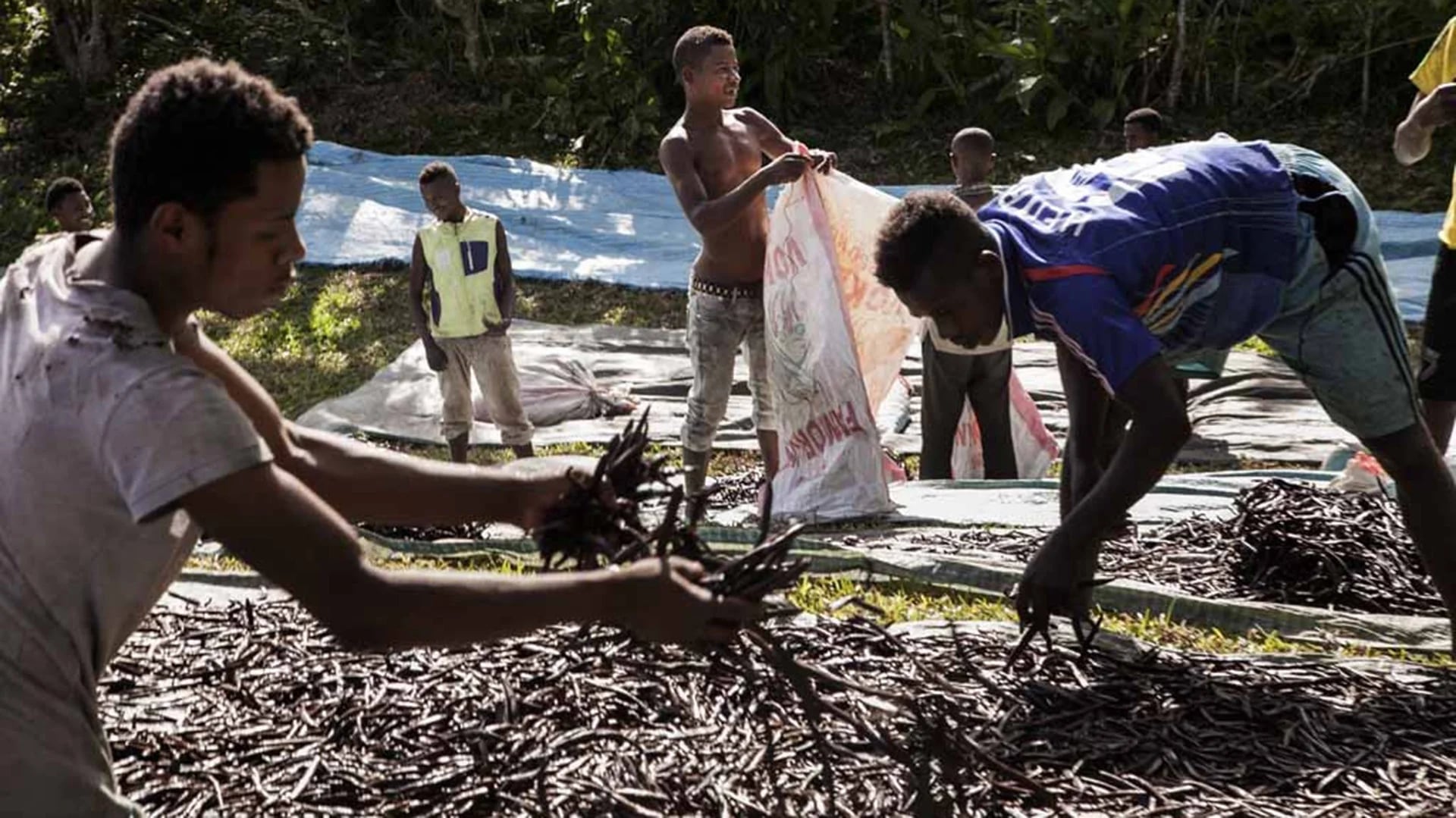 Cosecha de la vainilla en Madagascar