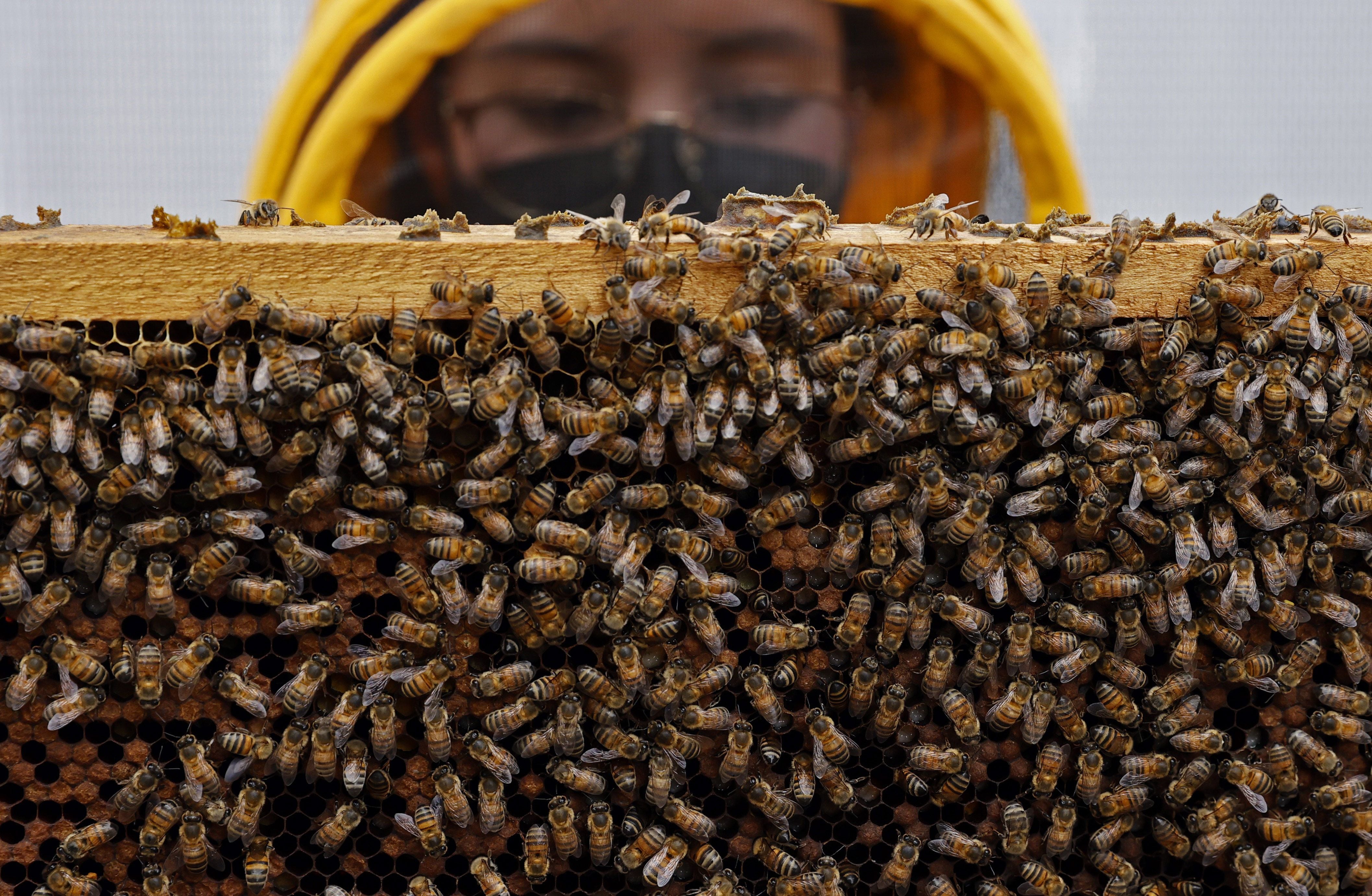 El herbicida afecta la vida de las abejas. (Foto: EFE/ Mauricio Dueñas Castañeda)