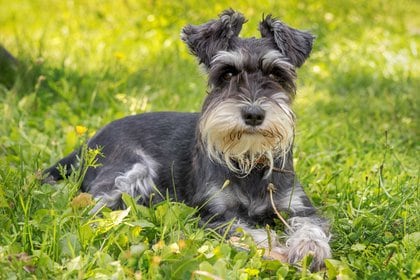 El schnauzer miniatura se originó a finales de la década de 1880 en granjas alemanas para combatir a los roedores, como compañía de yeguas y caballos, así como para ser una alerta e inteligente compañía de las familias