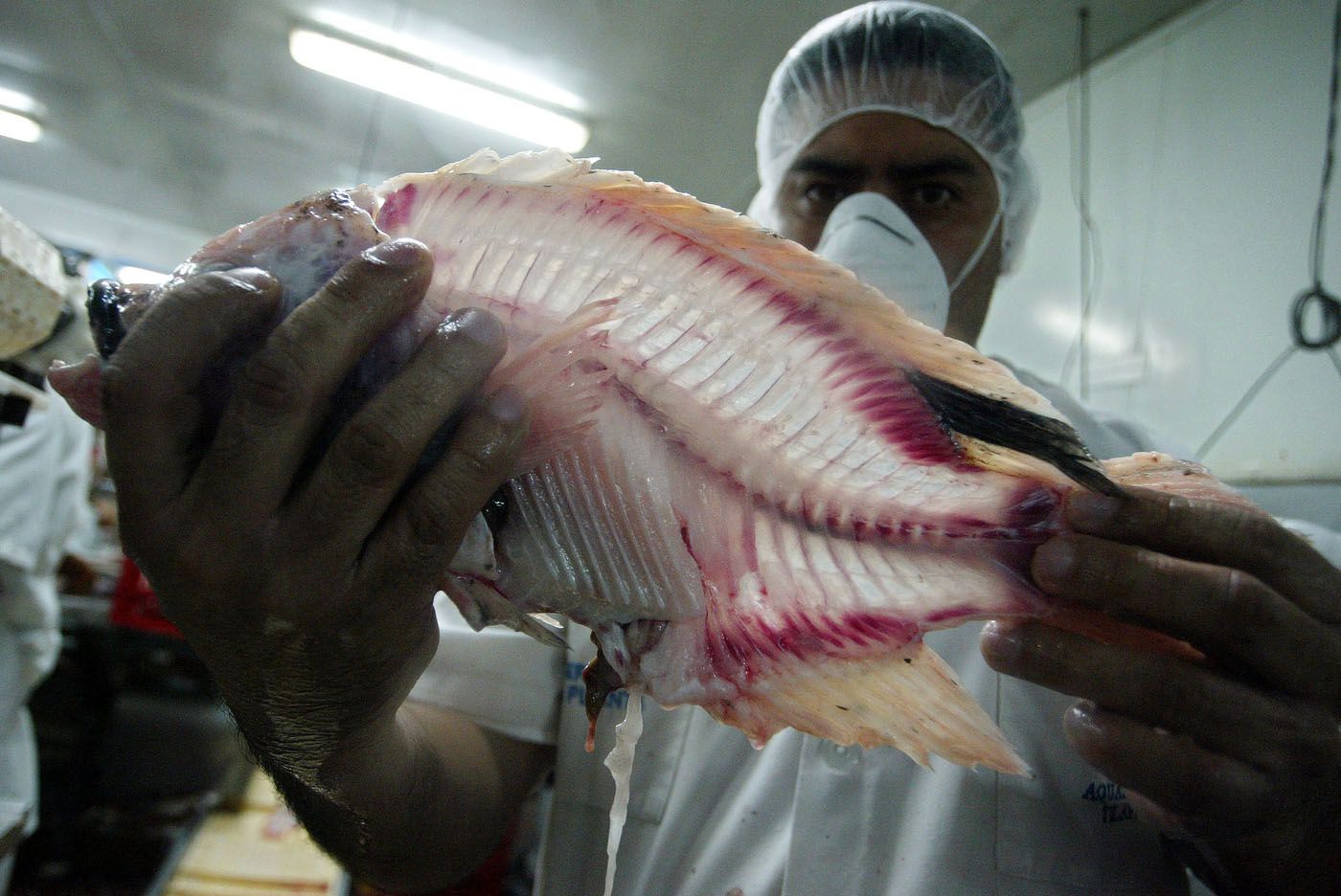 El pescado mal cocido puede ser un vector de transmisión de la bacteria vibrio vulnificus (ELMER MARTINEZ / AFP)