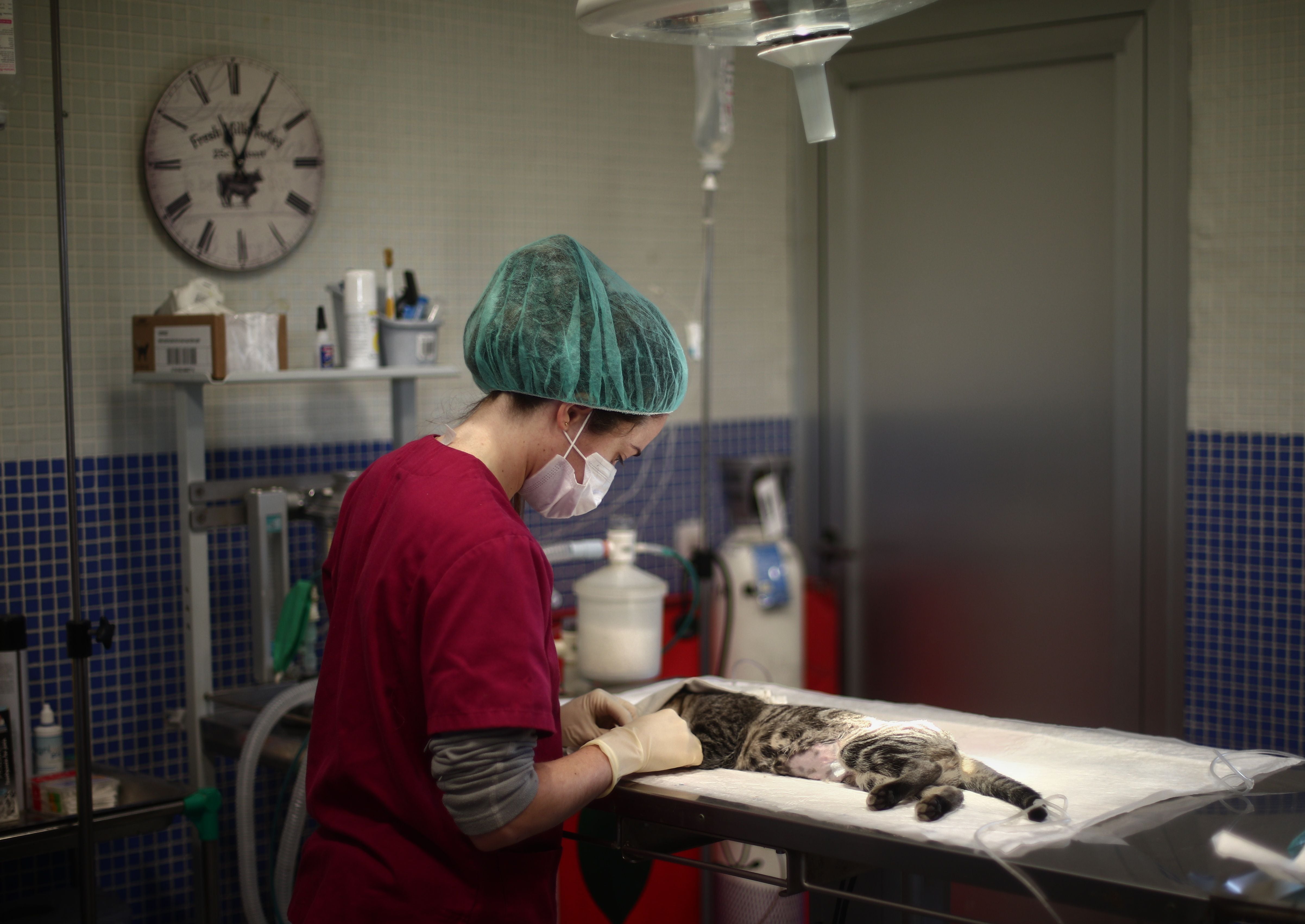 Una veterinaria clínica opera a un gato para castrarlo en las instalaciones del Centro Integral de Acogida de Animales de la Comunidad de Madrid (Europa Press)