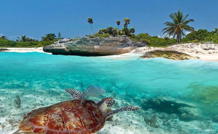 Xcacel es una playa que se considera un punto indicativo del estado de salud de las tortugas marinas (Foto: Sectur Quintana Roo)