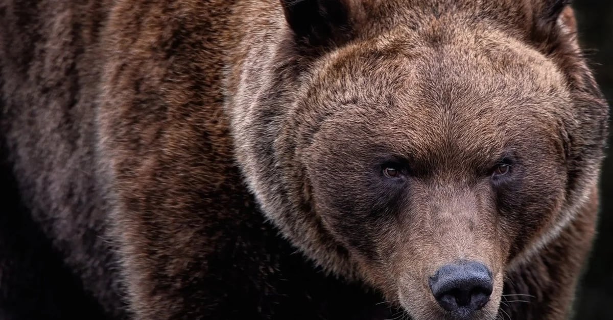 Keys to surviving if you encounter a bear in the United States