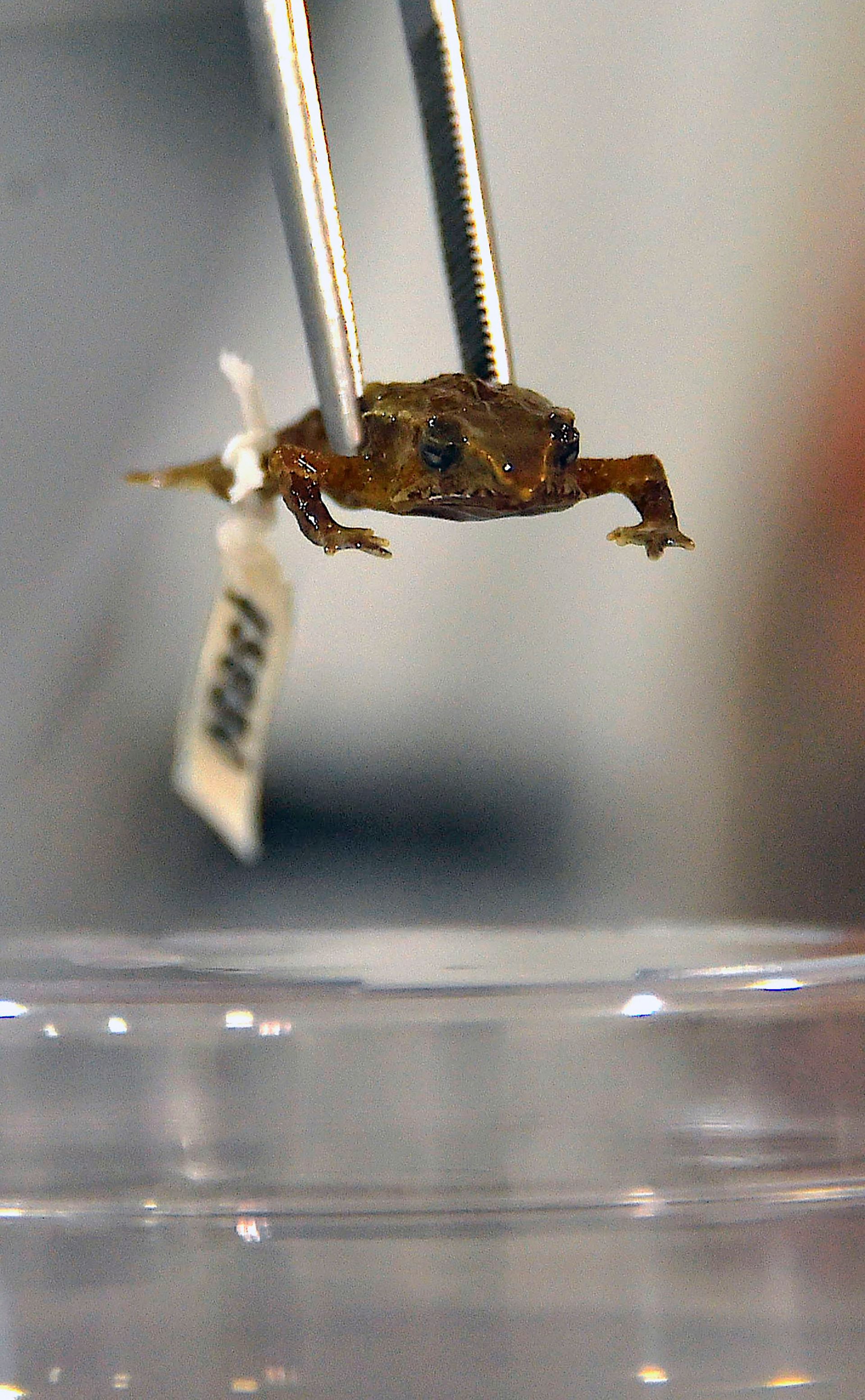 The Ecuadorian toad who broke the silence with singing after a century