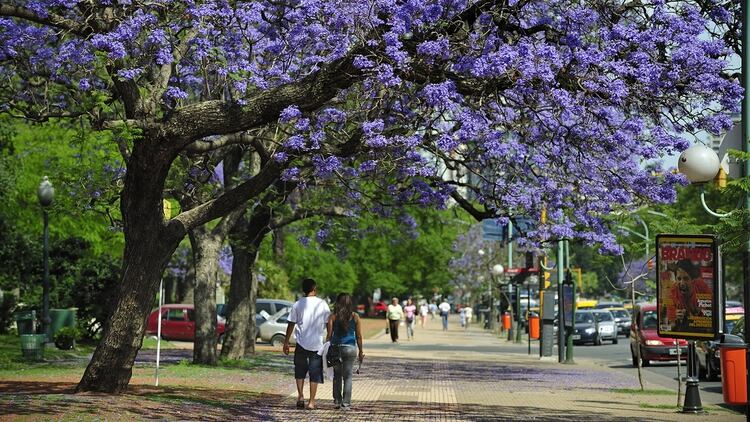 Quienes visitan la ciudad en esa época tendrán la oportunidad de conocer la avenida 9 de Julio como nunca antes, bordeada por miles de flores violetas de jacarandá (Shutterstock)