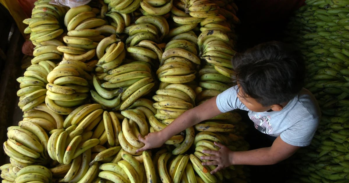 Russia loses Ecuadorian bananas amid Putin's fury after Quito-US deal involving Soviet arms