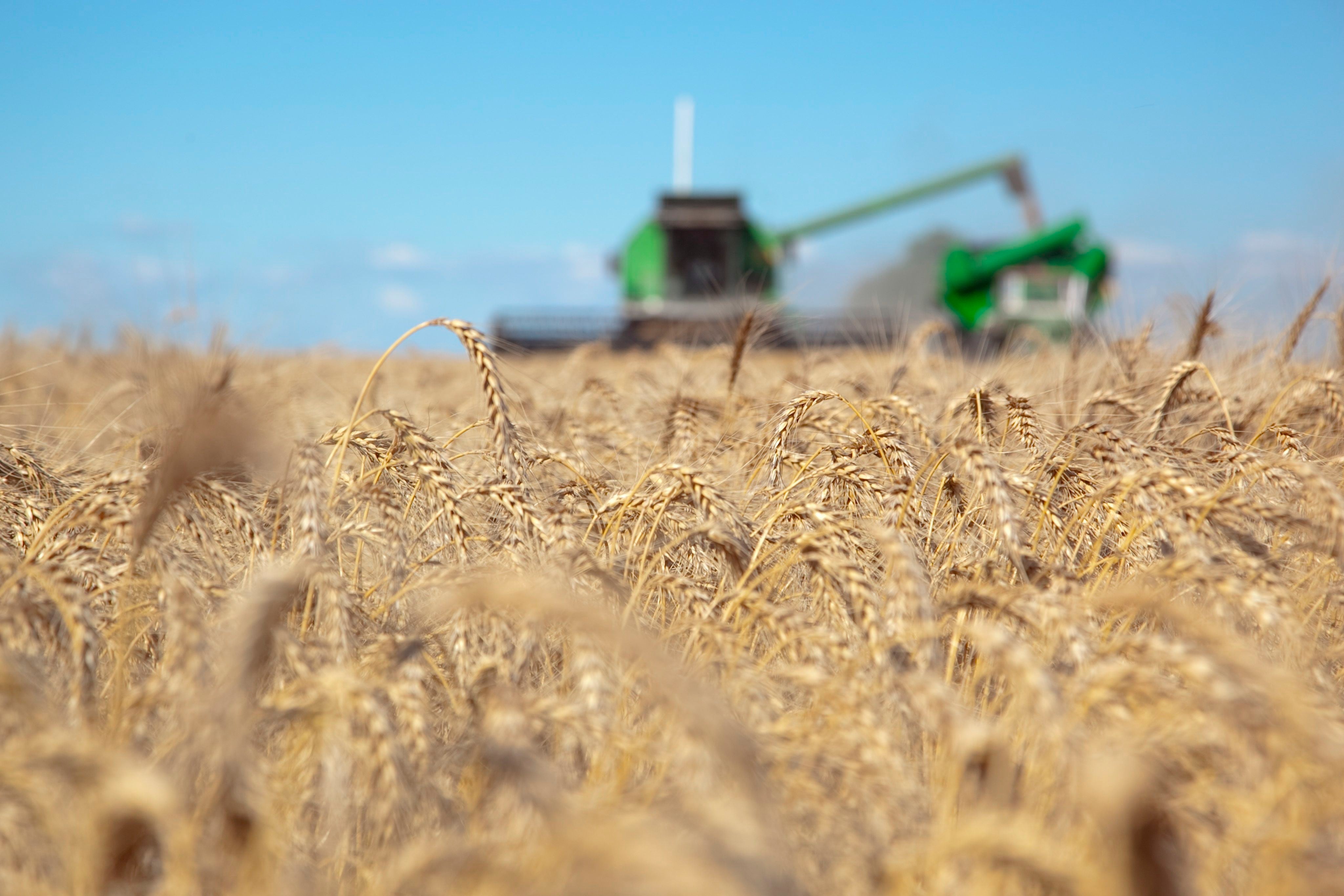 El impacto de la sequía recayó sobre la producción primaria, principalmente sobre la agrícola. EFE/ Ministerio De Agricultura/Archivo
